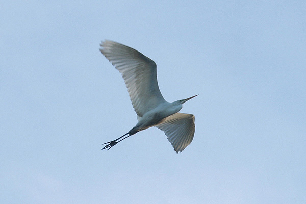 Grote Zilverreiger